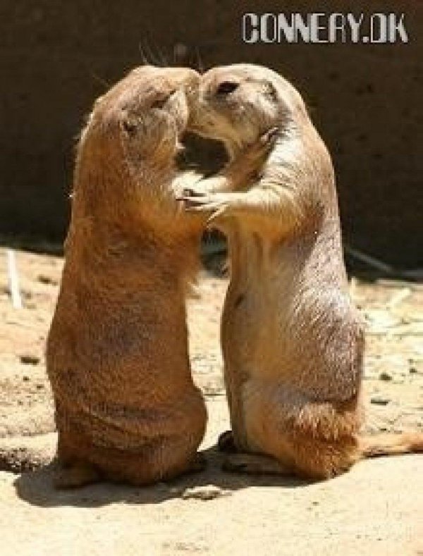 суслики целуются