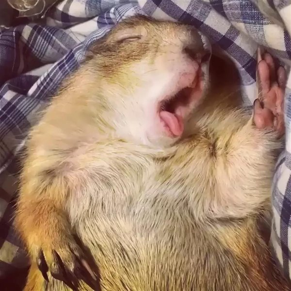 спящие сурки