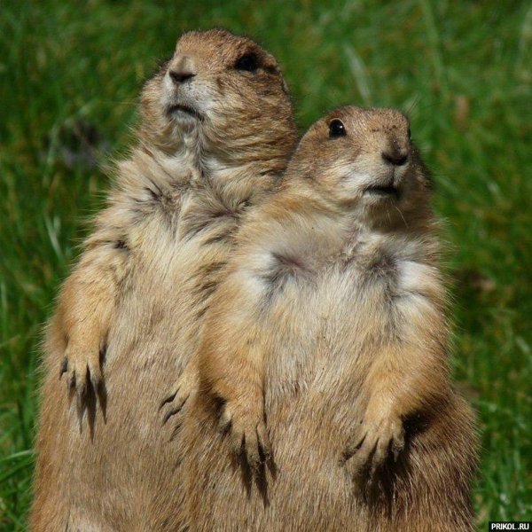 чернохвостая луговая собачка