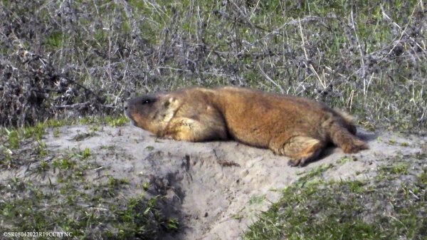 сурокбайбак сурки