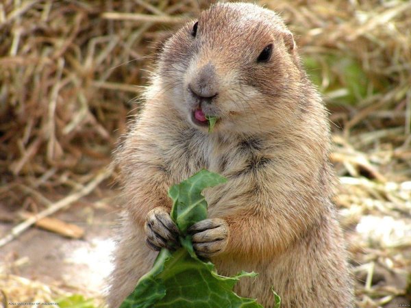 луговая собачка грызун