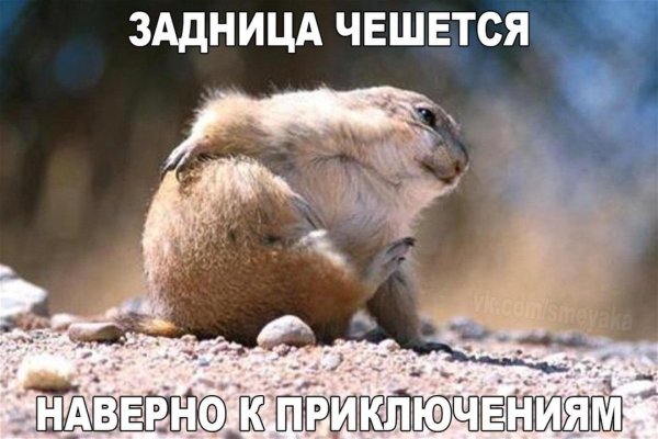 смешные попы животных