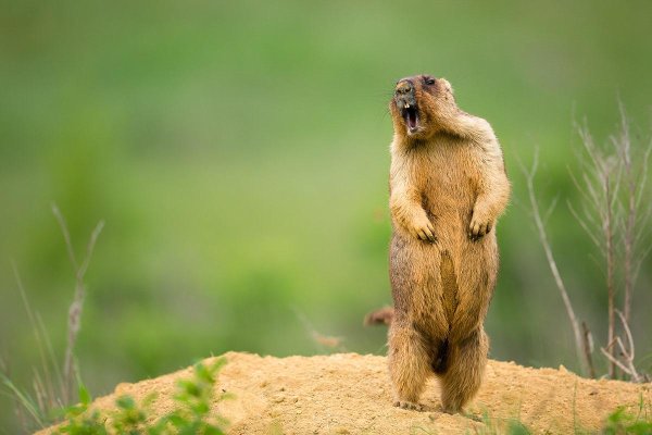 сурокбайбак сурки