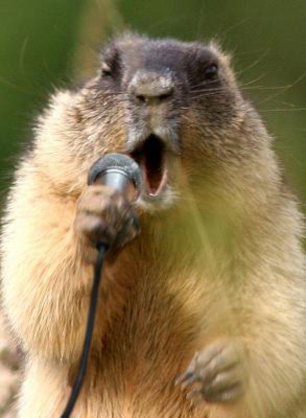 сурки байбаки