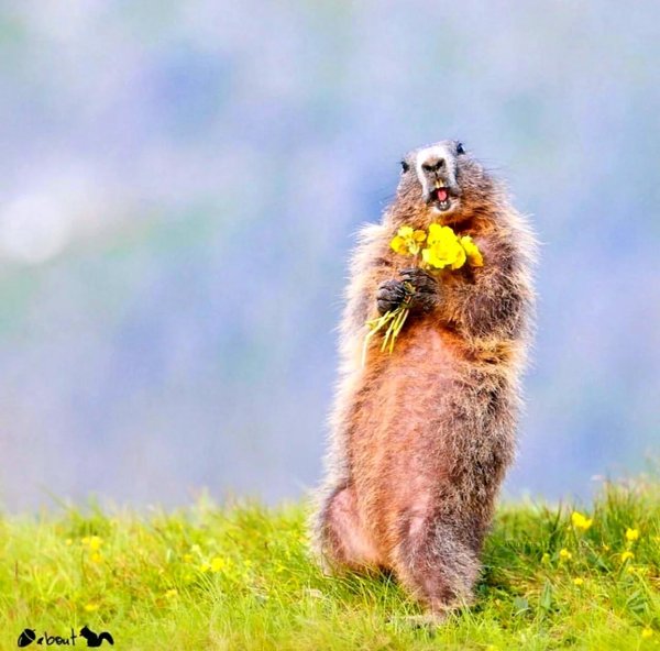 сурки байбаки