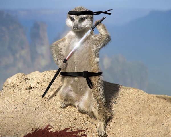 мангуст и сурикат