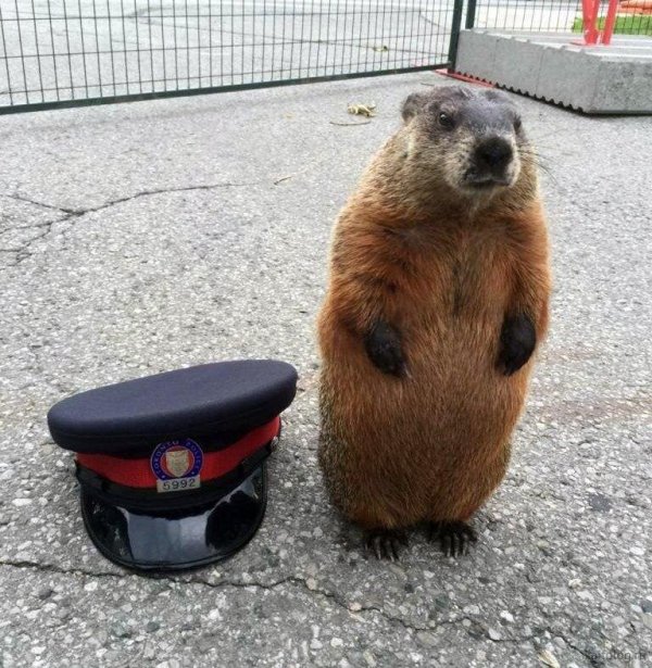 смешные бобры