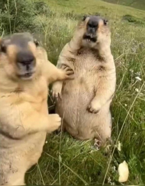 животные забавные