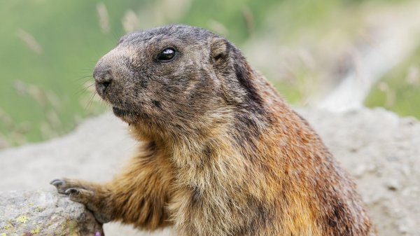 сурки байбаки