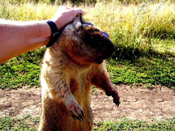 сурки байбаки