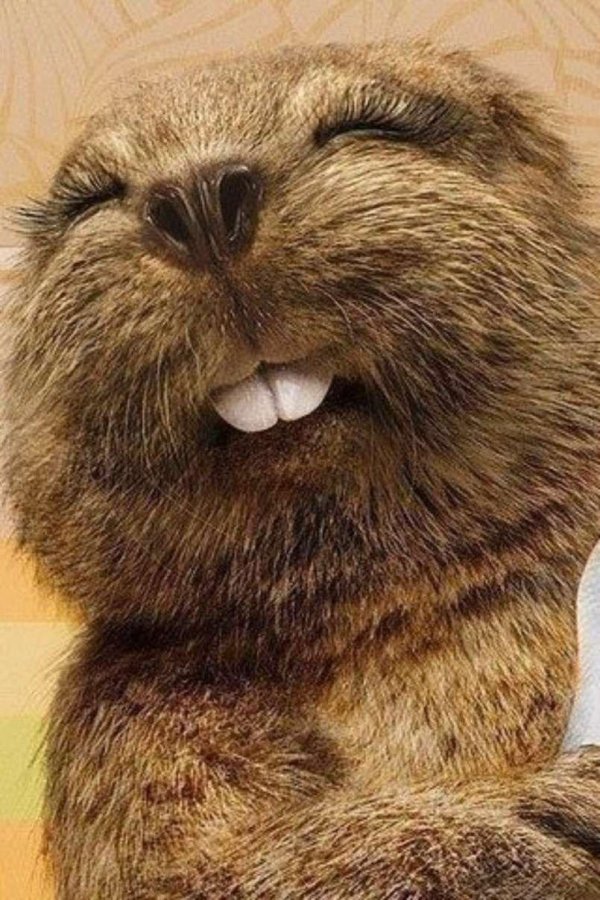 бобры добрые