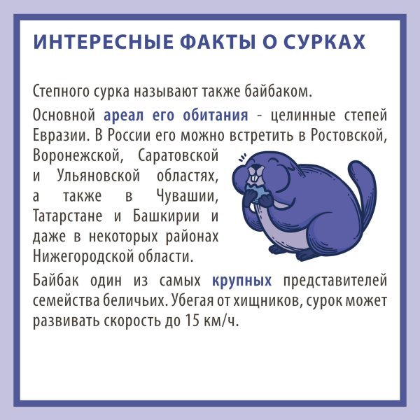 сурок текст