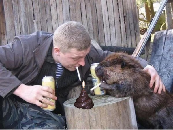 смешные бобры