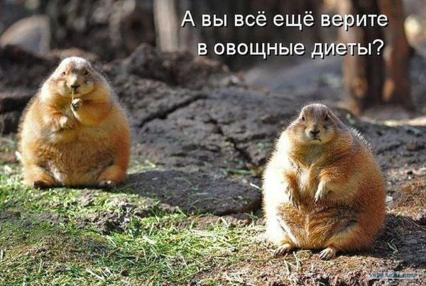 толстые суслики