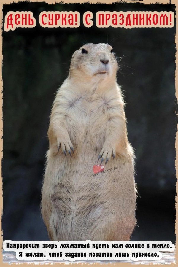 мармот сурок