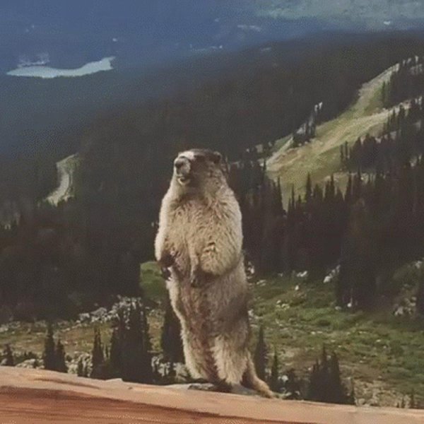 кричащий бобёр в горах