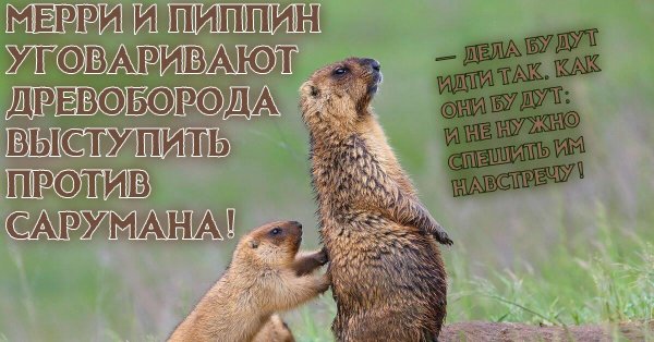 сурки байбаки