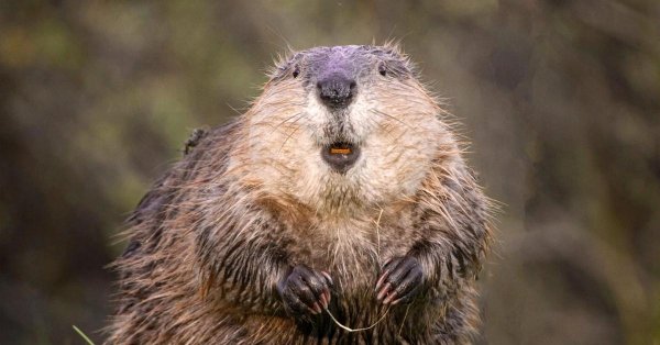 бобр речной