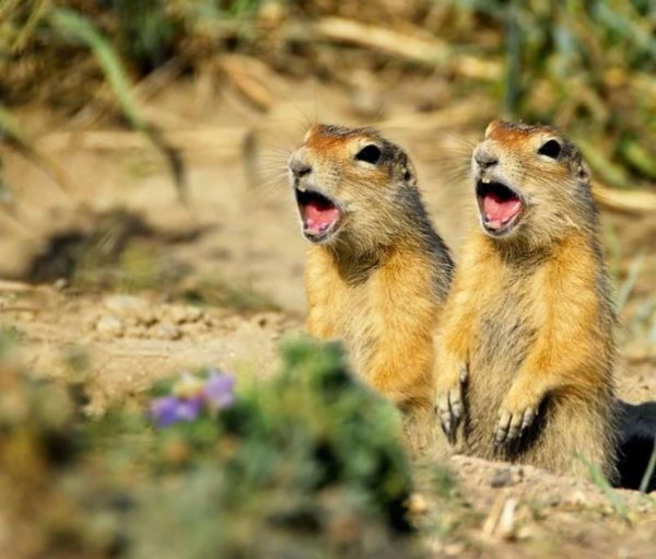 сурки суслики тушканчики