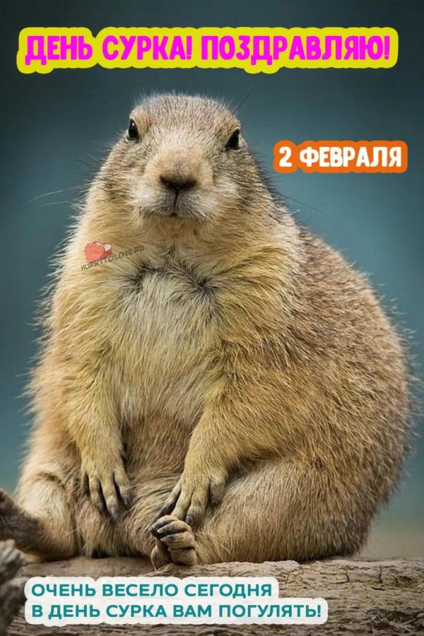 байбак луговая собачка