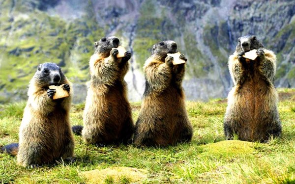 тарбаган монгольский сурок