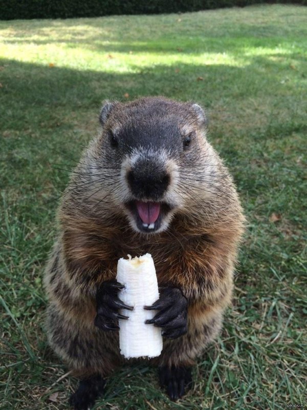 сурки байбаки