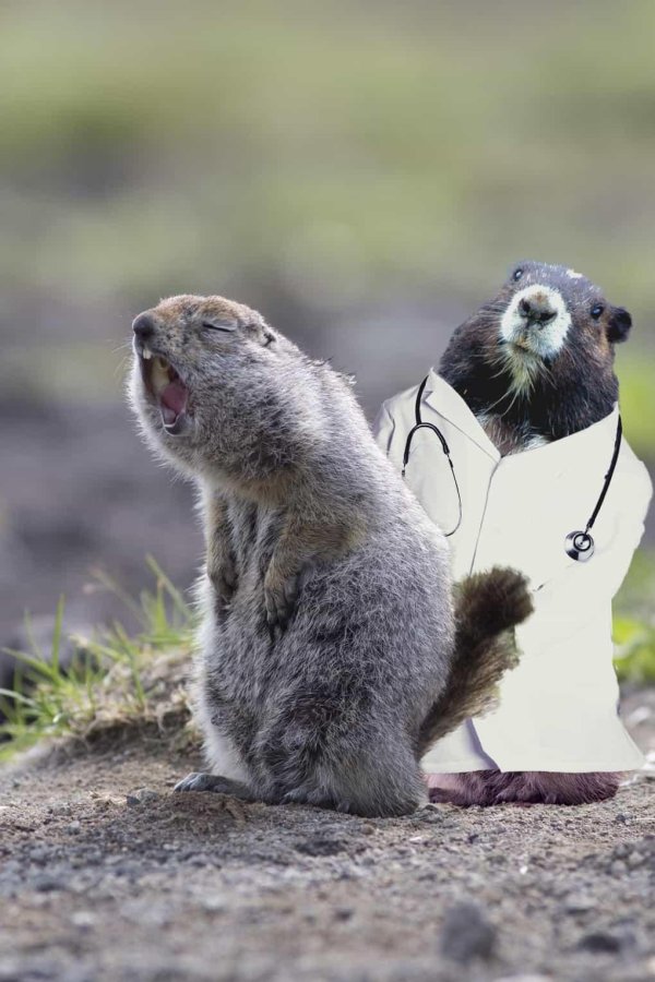 камчатский суслик евражка