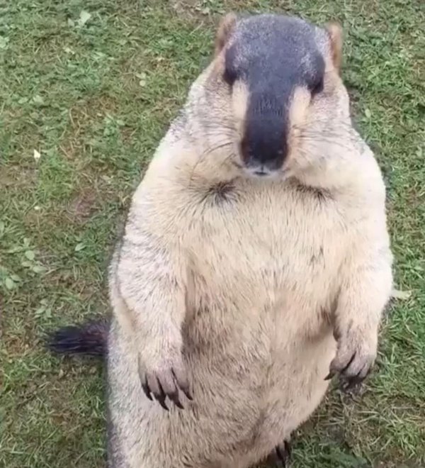 степной сурок