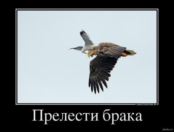 белоголовые орланы