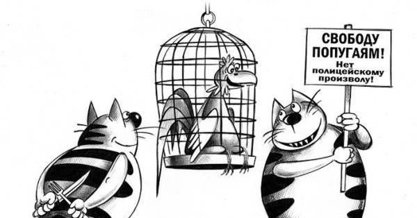 кеша свободу попугаям