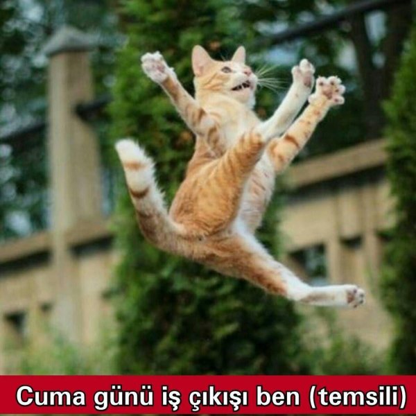 летающий кот