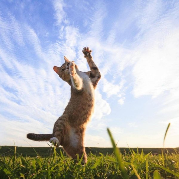 радостная кошка