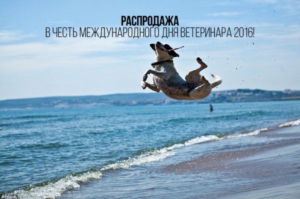 догфризби джек рассел