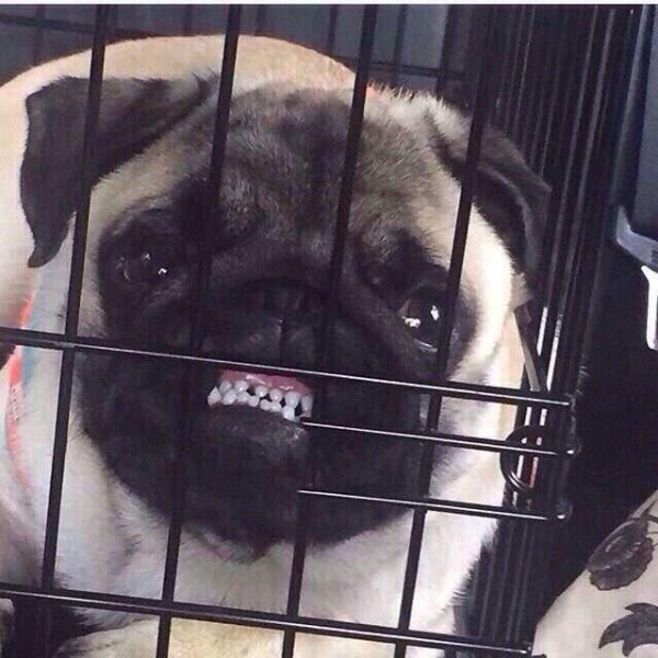 мопс смешной