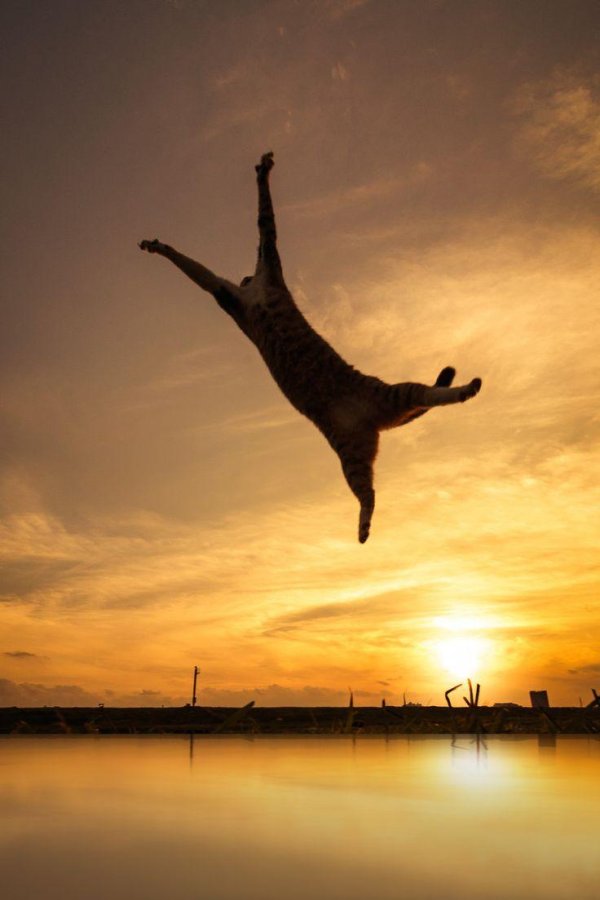 прыжок кошки