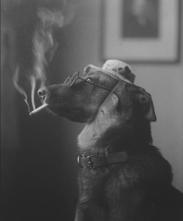 курящая собака