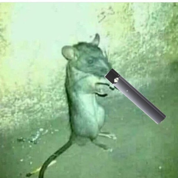 курящая крыса
