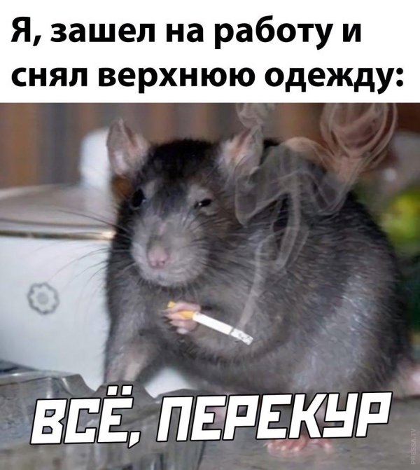 курящая крыса