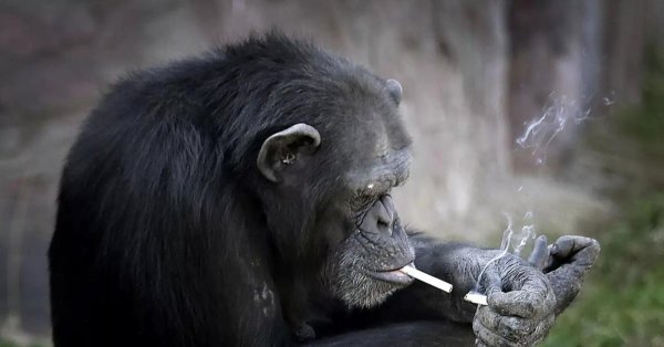 шимпанзе азалия