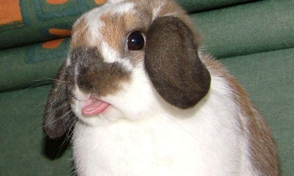 холланд лоп кролик