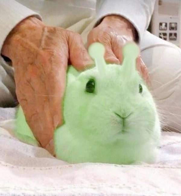 заяц с капустой