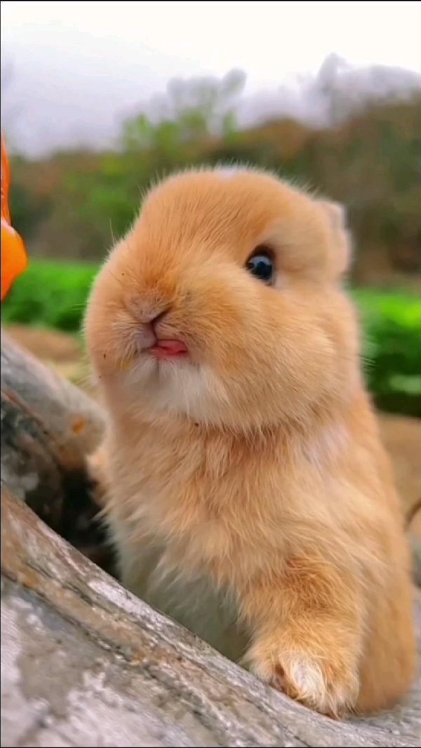 карликовые кролики торчеухие