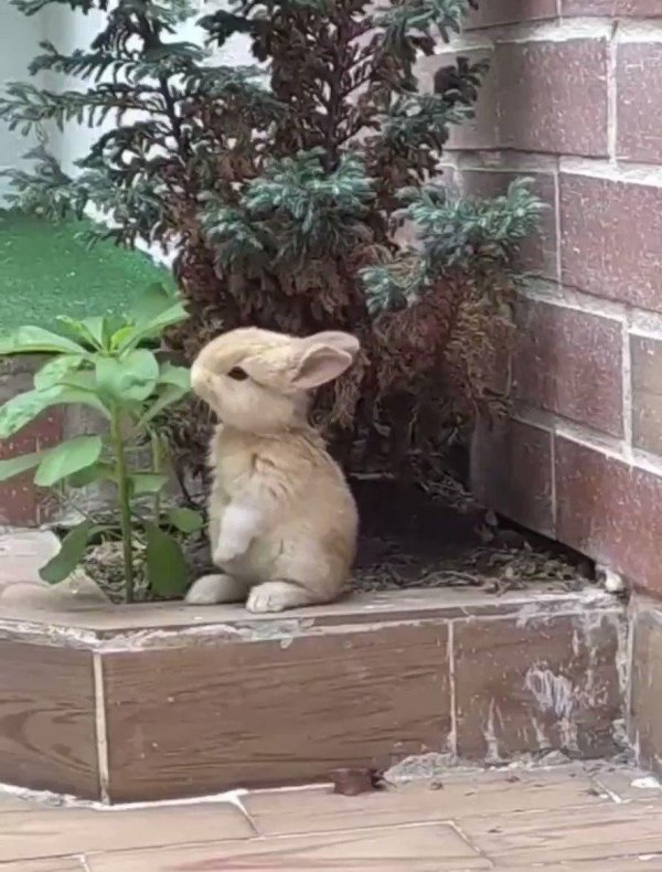 домашние кролики