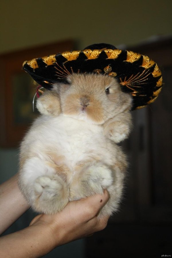 морская свинка в сомбреро