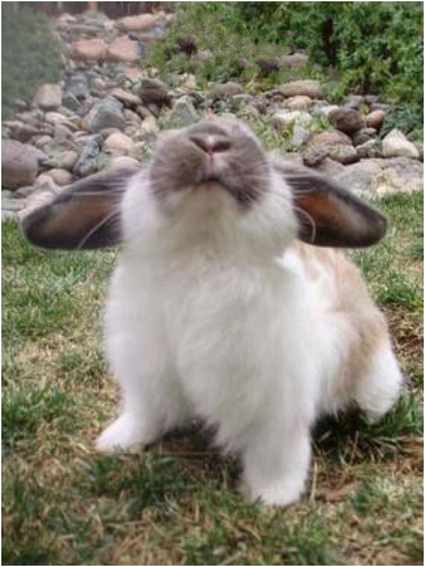 усатый заяц