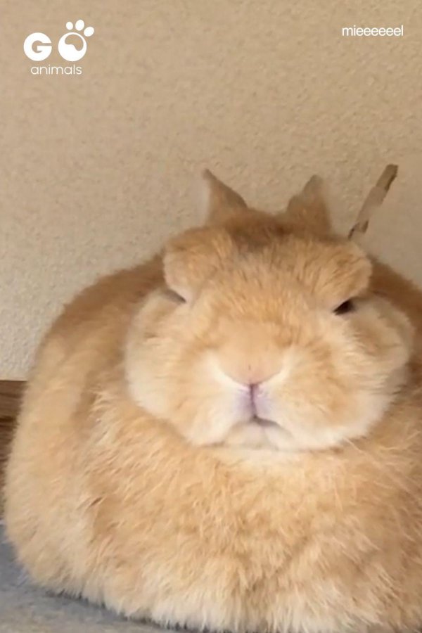 кролики смешные