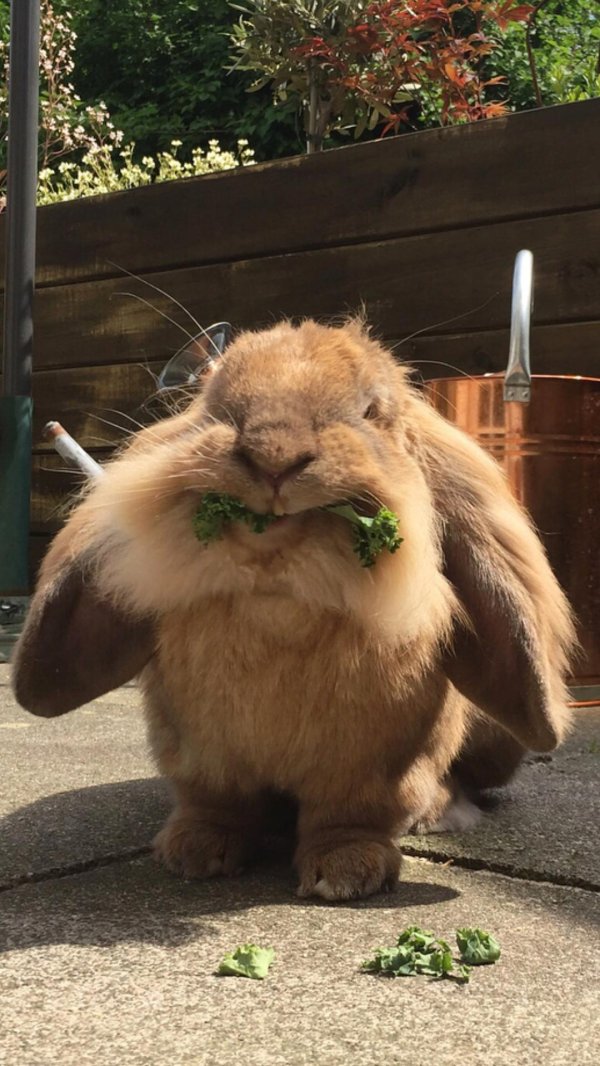 кролик бонзо