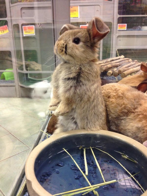 милый кролик