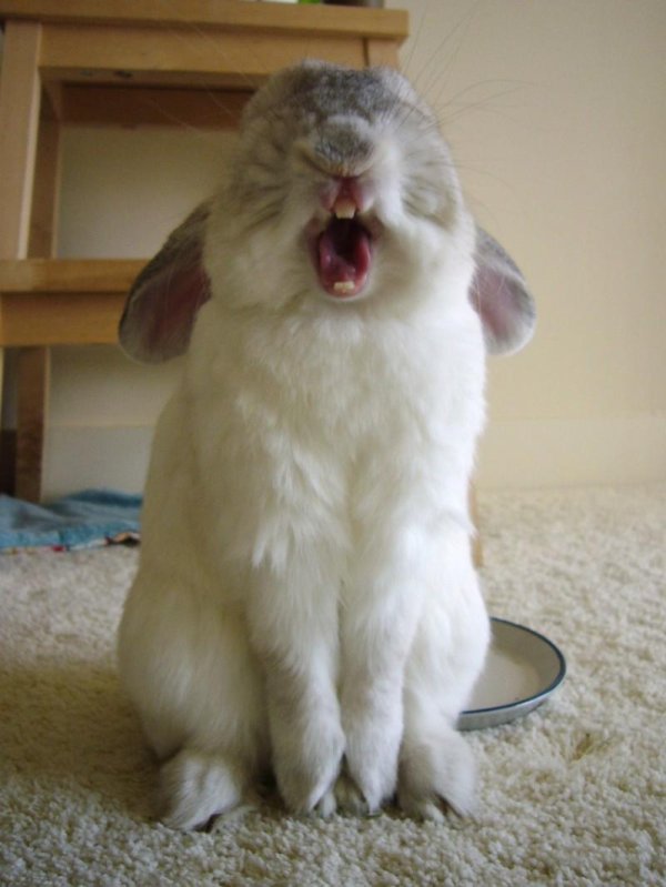 заяц зевает