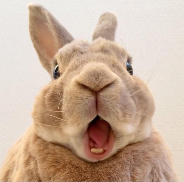 кролики смешные